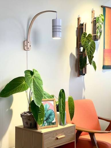 Rousseau Plant Care Review – Stylish Grow Lights, Moss Poles and Indoor Plant Care Essentials