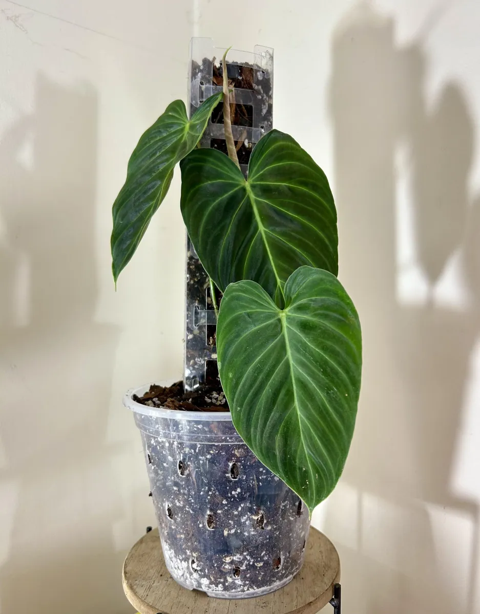 Rousseau Plant Care Review – Grow Lights and Aroid Gear That Actually Look Good